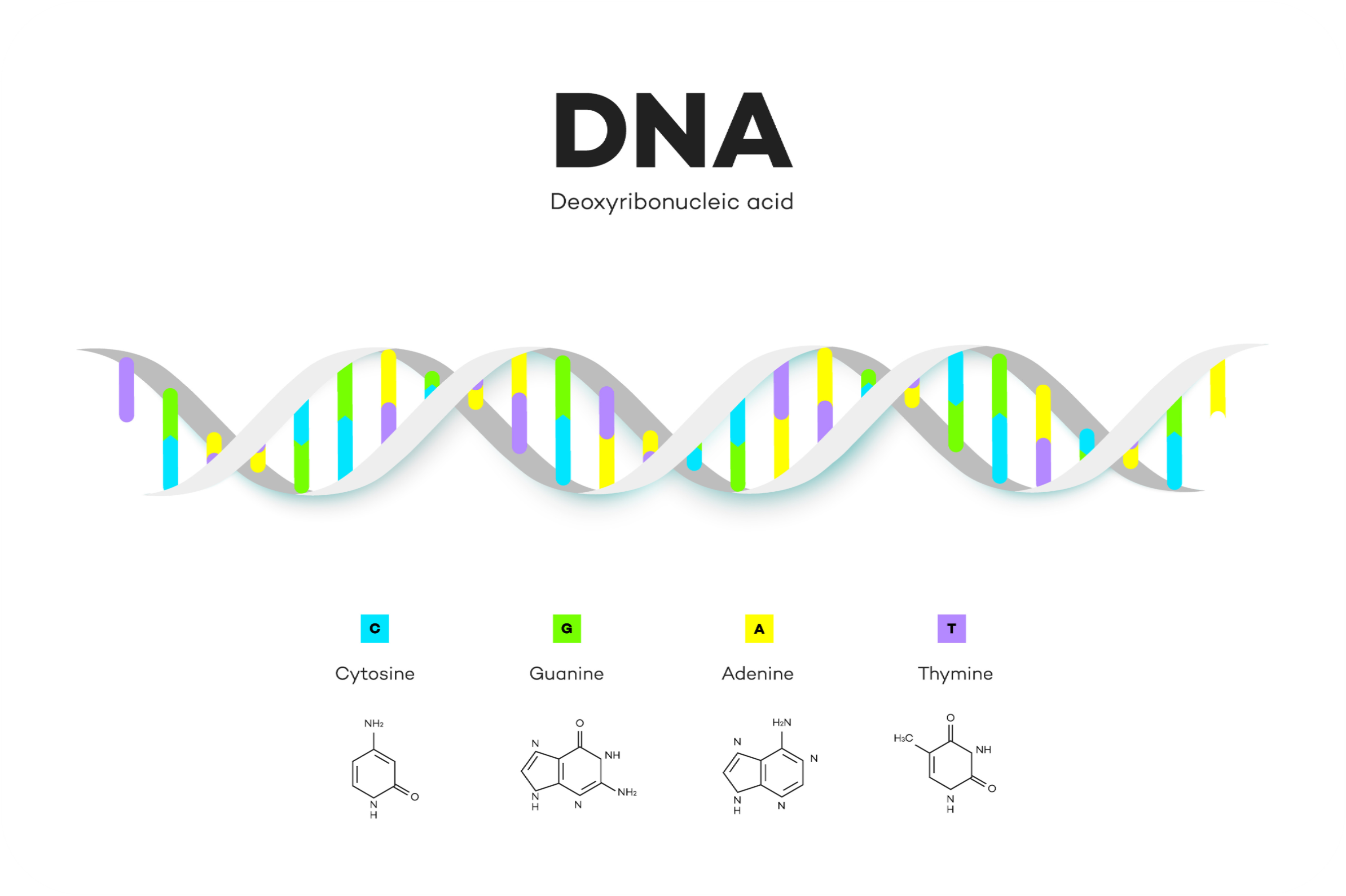 DNA Strucktur