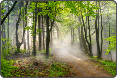 Natur Wald mit Sonneneinstrahlung